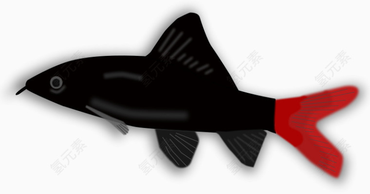 黑色的红色的鱼