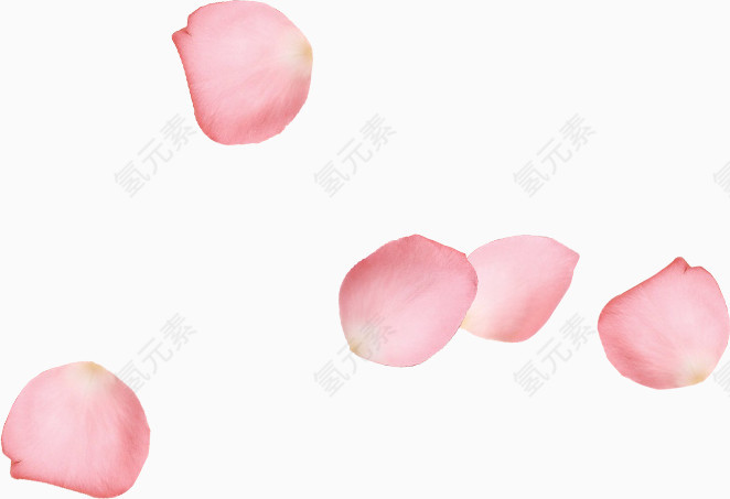 散落的粉色花瓣