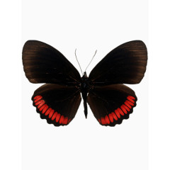 优雅黑色蝴蝶