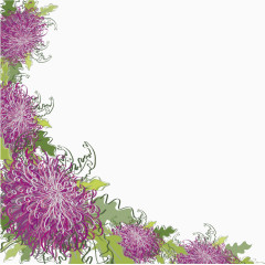 手绘水彩紫菊花角边花