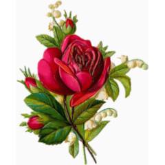 手绘花图片森林系图片 精美红玫瑰