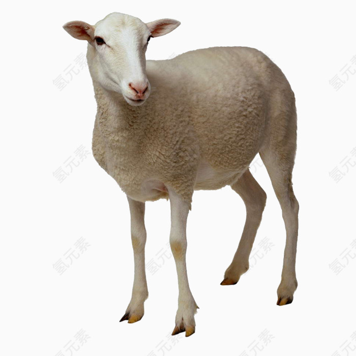 羊动物免抠PNG图片