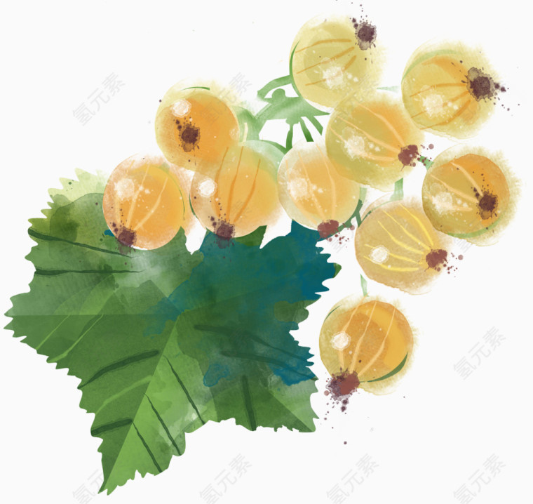 油柑水果