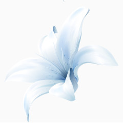 白色百合花花开素材