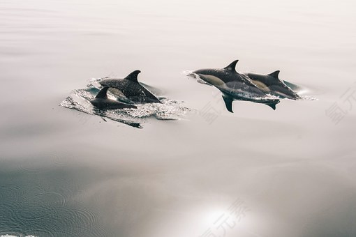 海豚,水,顺利,平静,海洋,海,哺乳动物,动物,野生动物,野生,游泳,