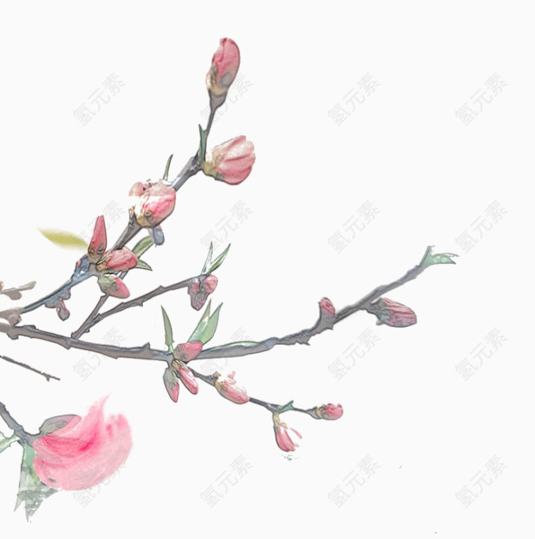 春含苞待放桃花骨朵
