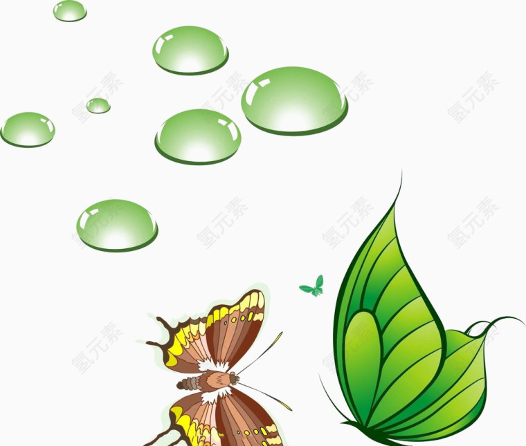 绿色蝴蝶 水滴图片