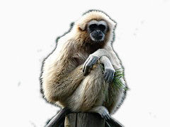 坐在木墩上的猿猴