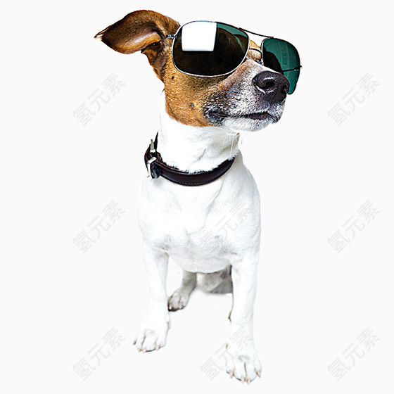 戴眼镜的时尚狗狗