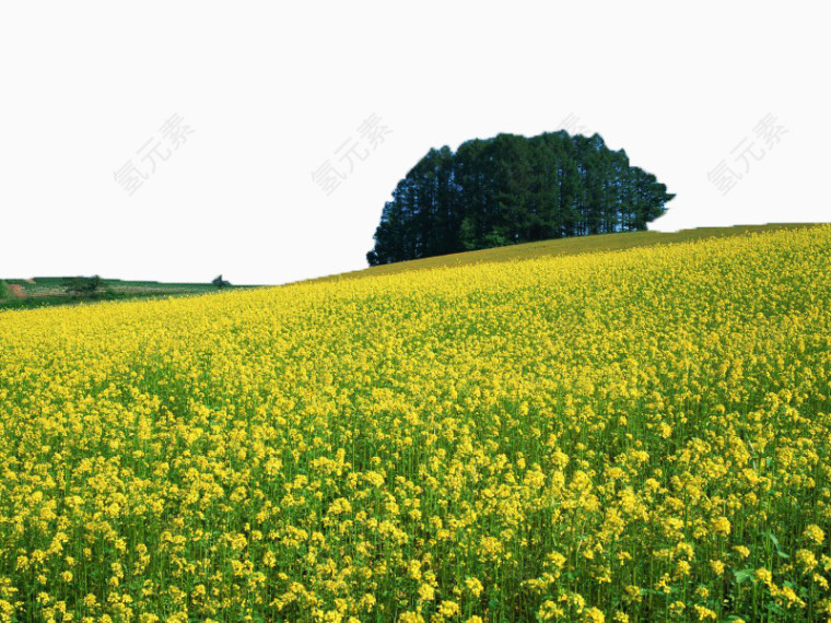 油菜花田图片