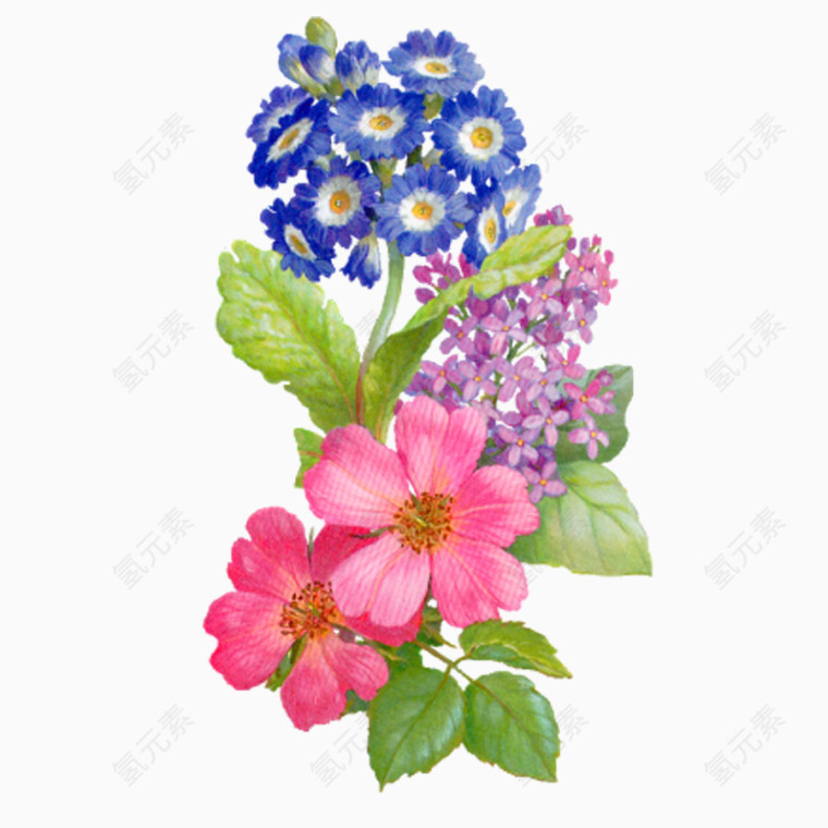 粉色和蓝色的花朵手绘