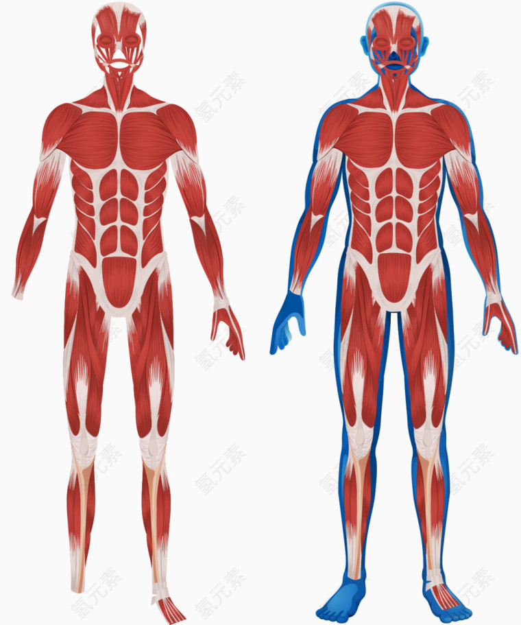 人体肌肉分布