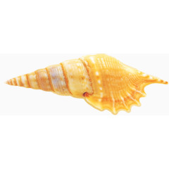 黄色螺壳