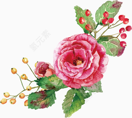 水彩玫瑰果实装饰元素