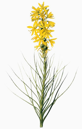 手绘植物黄色花朵