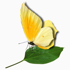 站在叶子上的浅黄色蝴蝶