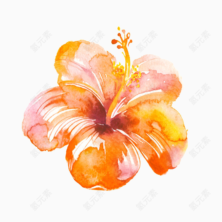 橘色的花素材