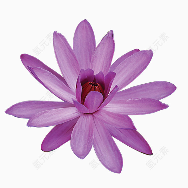 紫色睡莲