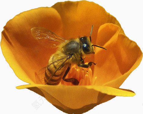 在花朵里采蜜的蜜蜂