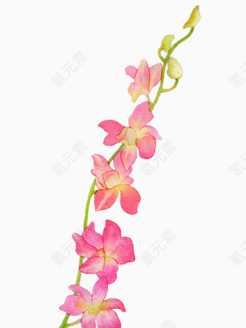 粉红色的手绘蝴蝶兰