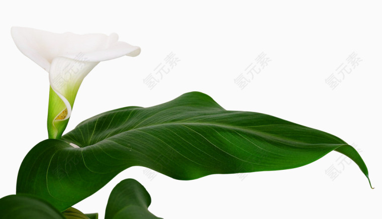 马蹄莲叶子白色花朵