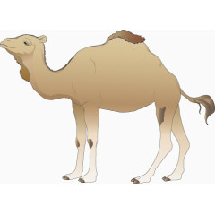 矢量骆驼