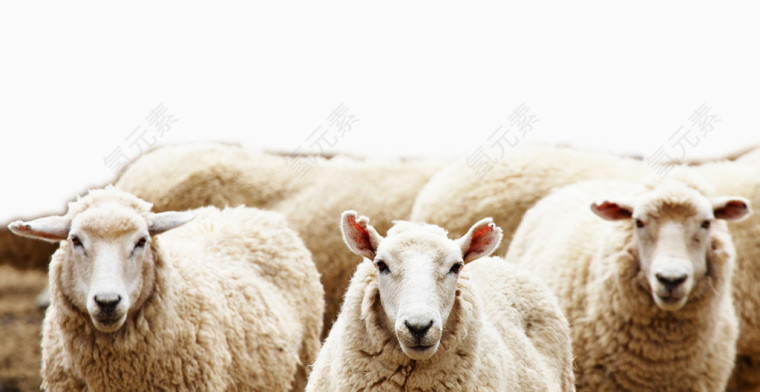 一群可爱白色绵羊