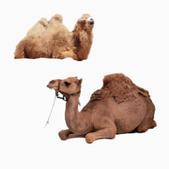 两只卧着的骆驼