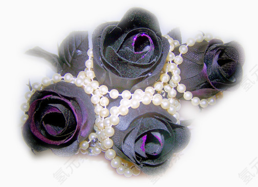 实物黑紫色玫瑰花朵