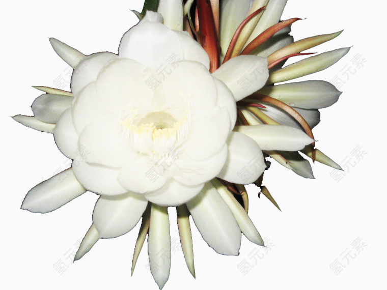 一朵白色的玉兰花