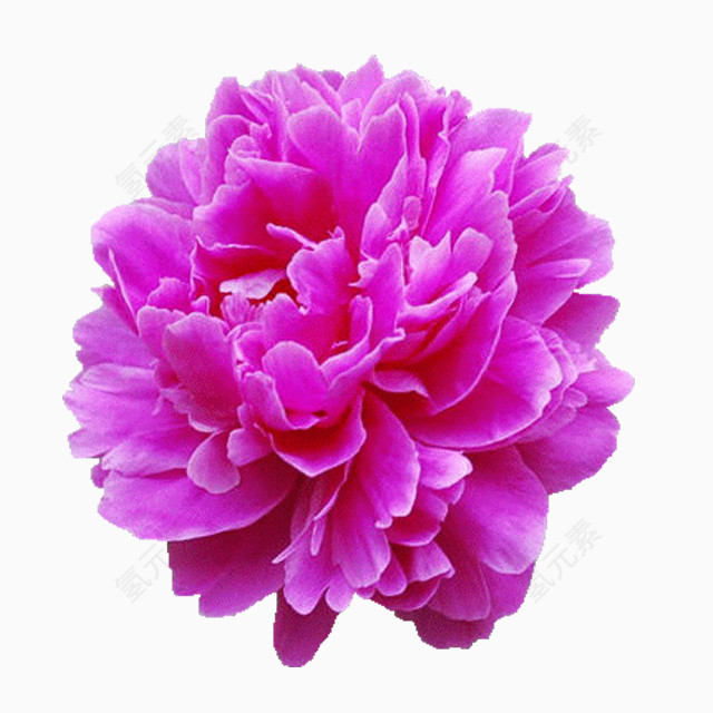 漂亮鲜花PNG透明图片