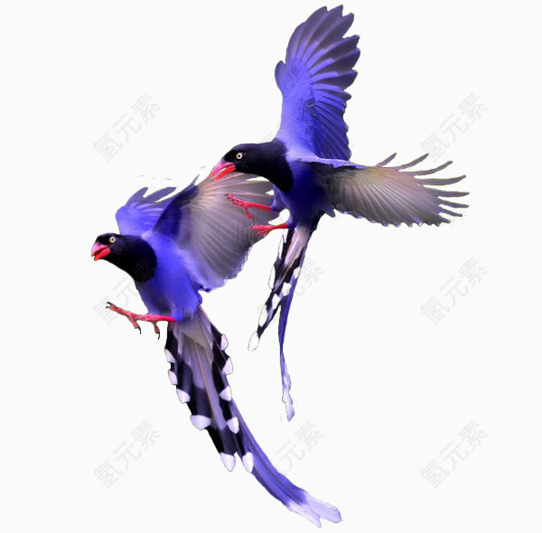 紫色凤尾鸟免抠png素材