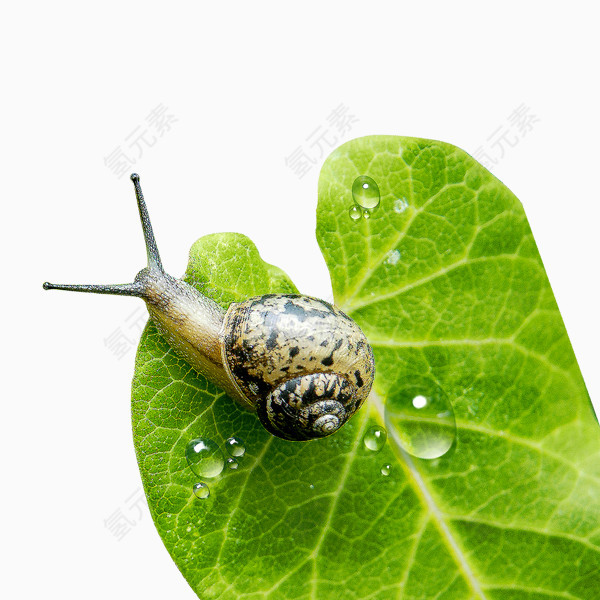水滴 蜗牛 树叶
