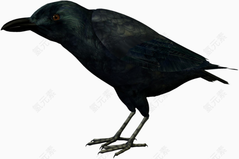黑色鸟儿