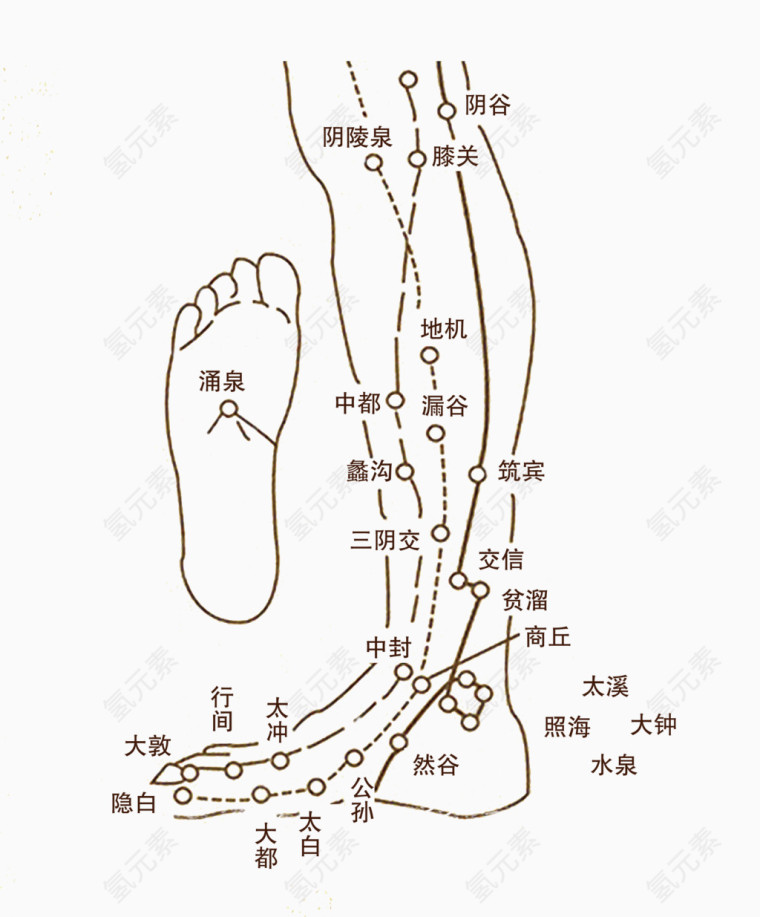 腿足部经络图