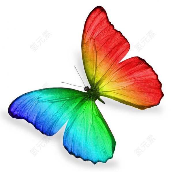 手绘彩色的蝴蝶