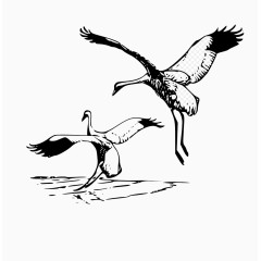 卡通手绘海鸥