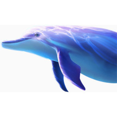 海洋里的海豚