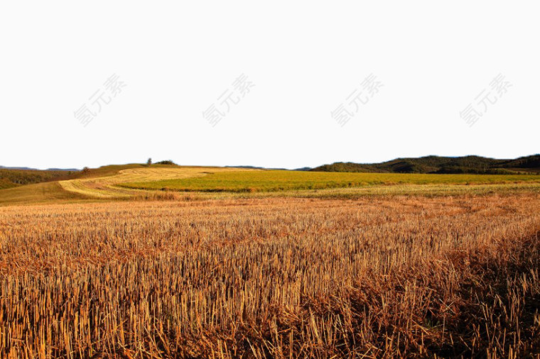 金黄色麦田风景七