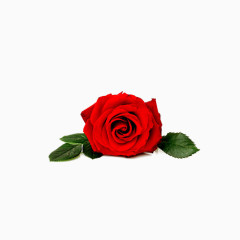 艳丽的红玫瑰