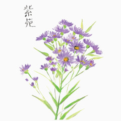 紫花