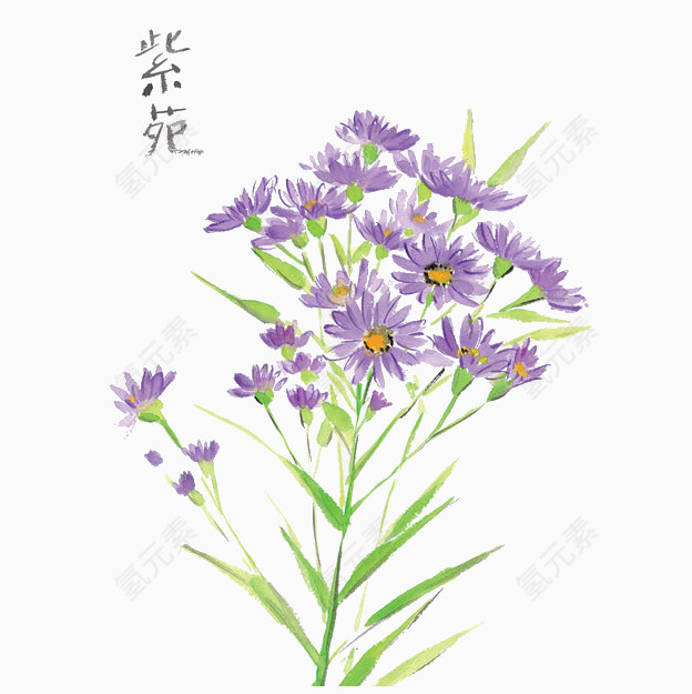 紫花