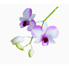紫白色鲜花