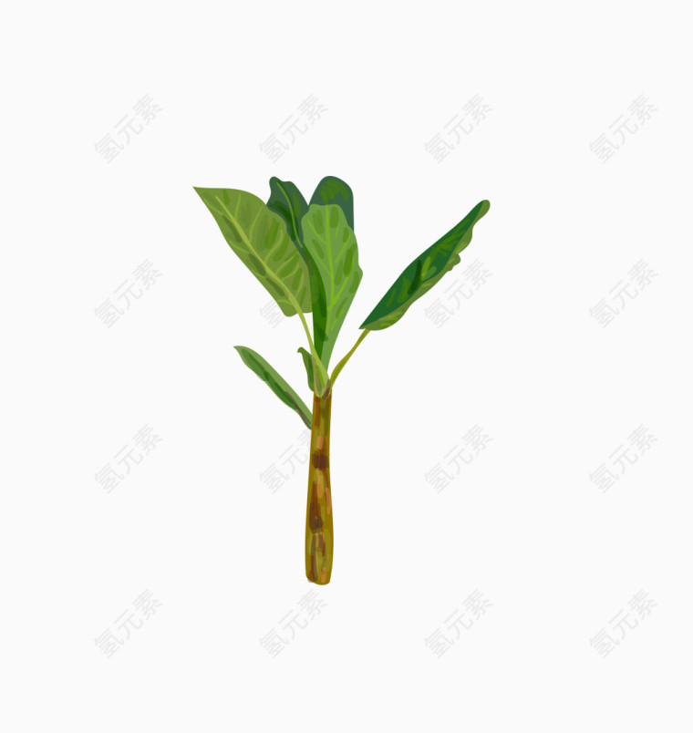 芭蕉树植物