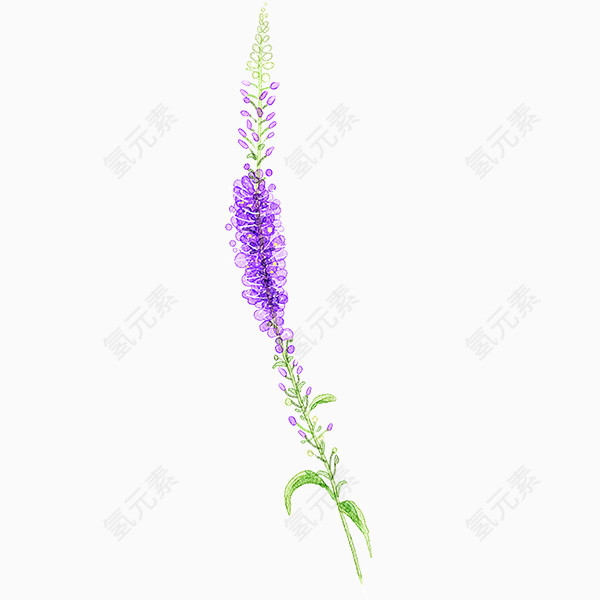 薰衣草紫色植物