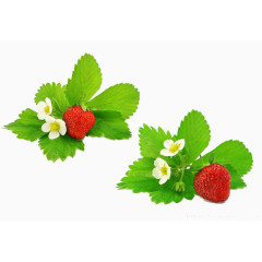 水果草莓素材