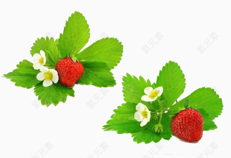 水果草莓素材