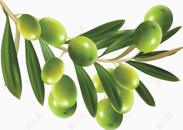 绿色橄榄果