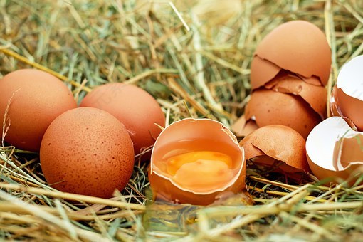 蛋,鸡鸡蛋,生鸡蛋,蛋壳,蛋黄,生物,蛋白质,鸡蛋白,脆弱,破,免費的