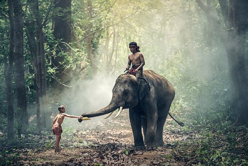 象,骑,儿童,亚洲,柬埔寨,文化,印度,印度尼西亚语,大象的守护者,缅